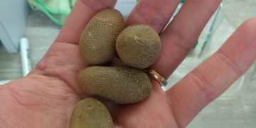 Dr Nathan Tivendale’s Study: Cute Little Seed Potatoes and Their Physiological Age