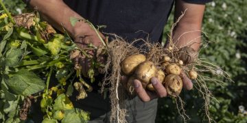 Bauernhof Perler: Pioneers in agriculture and technology