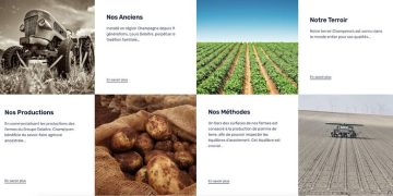 Champ’Pom Export: Unveiling a New Era of Sustainable Potato Innovation 🌿🥔