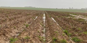 Weather in France makes potato harvest difficult