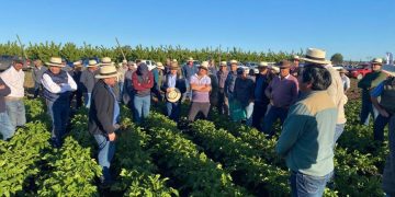 Syngenta Unveils Innovative #Botrypapapack: A Week of Agricultural Insights from Ñuble to Araucania