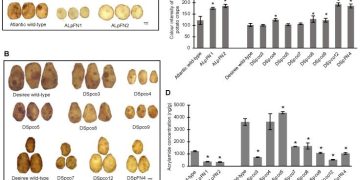Revolutionary advances in gene editing: Combined CRISPR-Cas9 method offers new opportunities for creating resistant and safe potato varieties