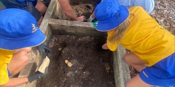 2024 Seed for Schools: WA Potatoes School Potato Seed Program