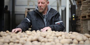 Robust potato varieties are coping well with high levels of fungal infection this year, reports Job Hiddink Robuuste