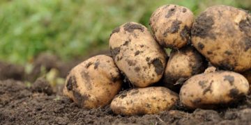 Increased Profits and Yields: Research shows PhycoTerra® and PhycoTerra® FX from Heliae Development, LLC have a positive impact on potato production