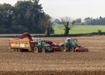 potato crop