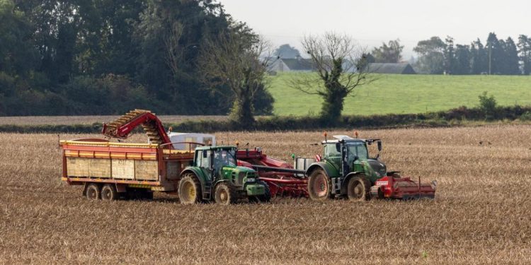 potato crop