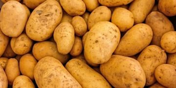 Bountiful Harvest: U.S. Potato Production Soars in 2023, Impacting Global Markets