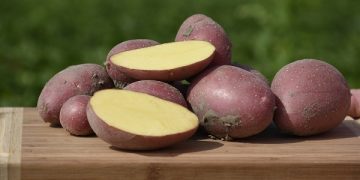 Seed potatoes from “Agrico Eurasia” on POTATOES AND VEGETABLES AGROTECH