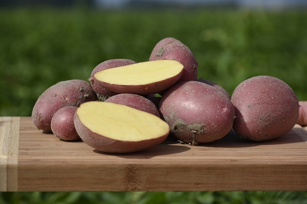 Seed potatoes from "Agrico Eurasia" on POTATOES AND VEGETABLES AGROTECH 32 Seed potatoes from “Agrico Eurasia” on POTATOES AND VEGETABLES AGROTECH