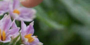 Revolutionizing Potato Research: Royal HZPC Group Introduces Groundbreaking Potato Varieties Set