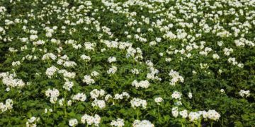 New products and a complete potato protection system from Agro Expert Group at the exhibition