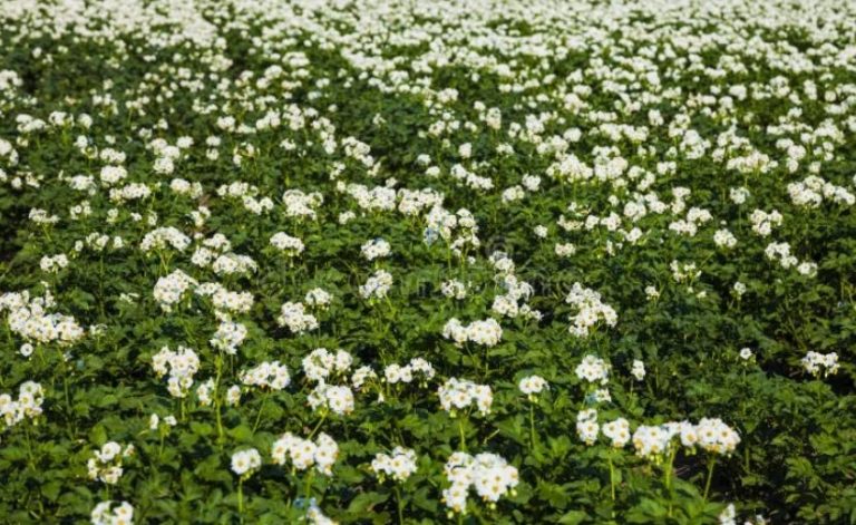 New products and a complete potato protection system from Agro Expert Group at the exhibition 28 New products and a complete potato protection system from Agro Expert Group at the exhibition