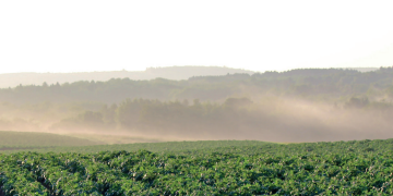 Balancing Salt and Sustenance: Optimizing Potato Production in Saline Environments
