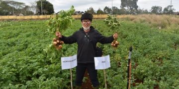 Unique collaboration with private and public sectors: Vietnam develops new potato variety HCIP210