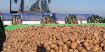 Novgorod Region Leads Northwest in Potato Harvest and Agricultural Innovation