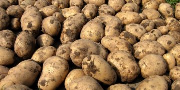 Sustainable Growth and Innovation: A Look into the Future of Potato Cultivation in Sakhalin