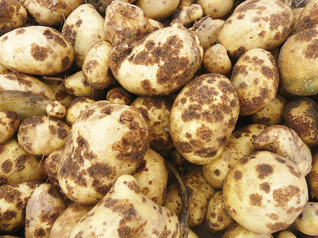 Common scab: Tackling a “problem with no solutions”. Part 1 3 potato Common scab