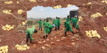 Biotech Breakthrough in Kenya Offers Hope Against Late Blight