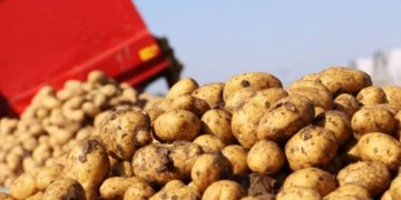 Navigating Challenges: The State of Potato Harvest Across Europe and Ireland’s Surging Demand