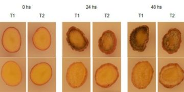 Revolutionizing Latin American Agriculture: Breakthrough in Genetically Altered Potatoes to Tackle Browning Woes