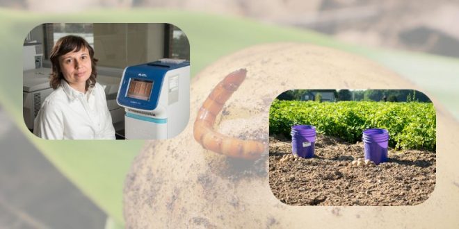 Revolutionizing Potato Pest Management: A $6 Million Initiative to Transform American Agriculture 32 Revolutionizing Potato Pest Management: A $6 Million Initiative to Transform American Agriculture