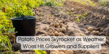 Potato Prices Skyrocket as Weather Woes Hit Growers and Suppliers