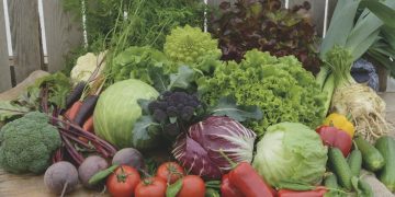 The latest varieties and hybrids from the BEIO company on POTATOES AND VEGETABLES AGROTECH