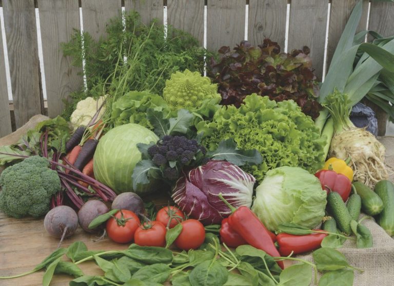 The latest varieties and hybrids from the BEIO company on POTATOES AND VEGETABLES AGROTECH 27 The latest varieties and hybrids from the BEIO company on POTATOES AND VEGETABLES AGROTECH