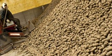 Revolutionizing Organic Potato Storage: Oregon State University’s USD2m Research Boost