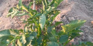 Revolutionizing Namibian Potato Farming: The Power of Hybrid True Potato Seed (HTPS) Unleashed