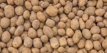 Breaking Records: Omsk Region Witnesses a Nearly 15% Surge in Potato Harvest in 2023