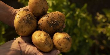Peru’s Potato Revolution: A Leap Towards Agro-Industrial Prosperity