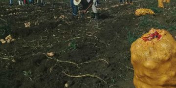 Advancements in Agroecological Potato Cultivation: Sancti Spíritus Takes the Lead in Cuba