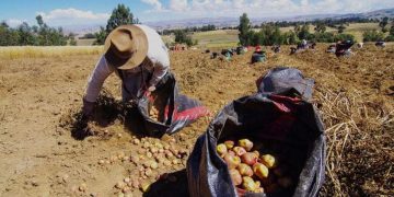 Peru’s Farming Challenges: Decrease in Cultivated Land Amidst Rainfall Scarcity