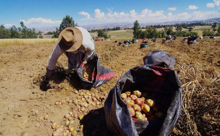 Peru’s Farming Challenges: Decrease in Cultivated Land Amidst Rainfall Scarcity