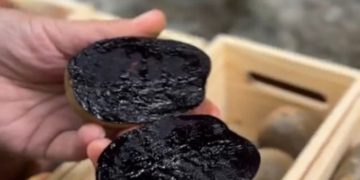 Meet the new potato variety from Boris Contreras: rich in antioxidants, protein and incredible taste!