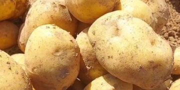 Potato News: Ranomi 1400 seed potato variety