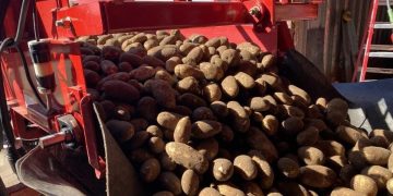 Bumper Crop Bust: Northwest Farmers Face Potato Glut Dilemma