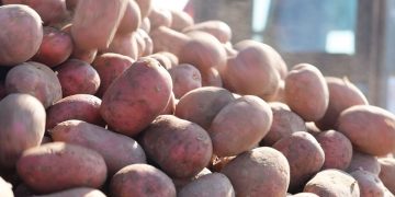 Potato Perspectives 2023: A Global Overview of Challenges and Triumphs