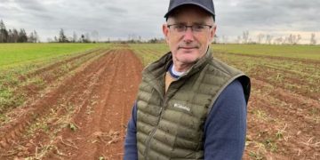 Breaking Ground: The Plowdown Challenge Unveils Surprising Potato Yields Without Fertilizers