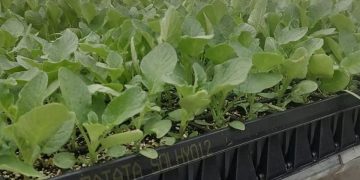 Revolutionizing Potato Farming in Central Europe: Solynta’s Hybrid True Potato Seeds and Agris Join Forces