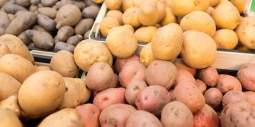 Germicopa’s Breakthrough in Argentina: A Partnership Paving the Way for Innovative Potato Varieties