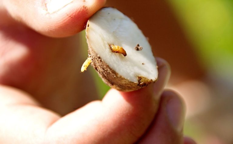 Revolutionizing Pest Control: Enigma Research Paves the Way for Sustainable Agriculture 35 Revolutionizing Pest Control: Enigma Research Paves the Way for Sustainable Agriculture