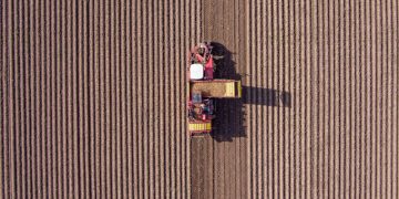 The development of the Champ family business’Pom