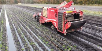 Problems of Belgian farmers: potato harvesting is difficult due to the weather
