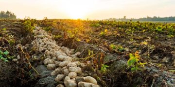 Unlocking the Potential of Regenerative Agriculture for Sustainable Farming in the European Union
