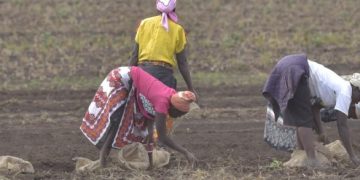 Agrico Expands Potato Cultivation Endeavors to Tanzania, Strengthening East African Market Presence