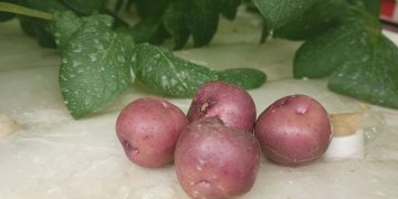 Potato News: Revolutionary Changes in Aeroponics Growing
