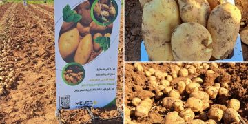 Multifaceted experience: Jabaly Agricultural Company Field Day in Jordan